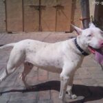 Pakistański Bull Terrier
