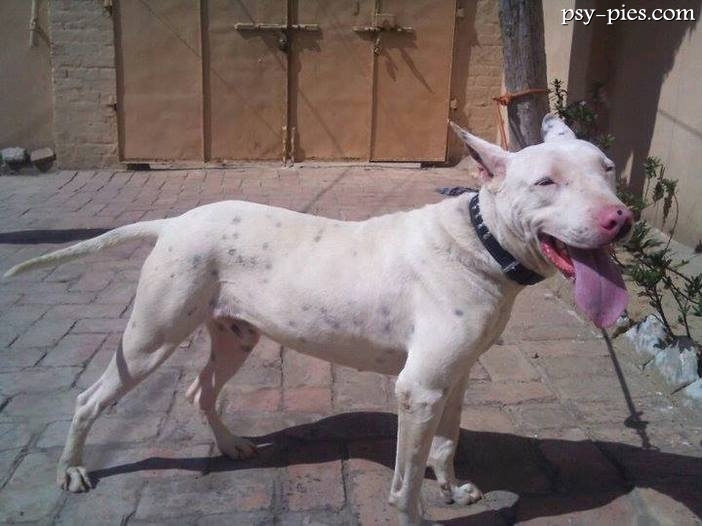Pakistański Bull Terrier