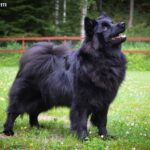 Szwedzki lapphund (Svensk lapphund)