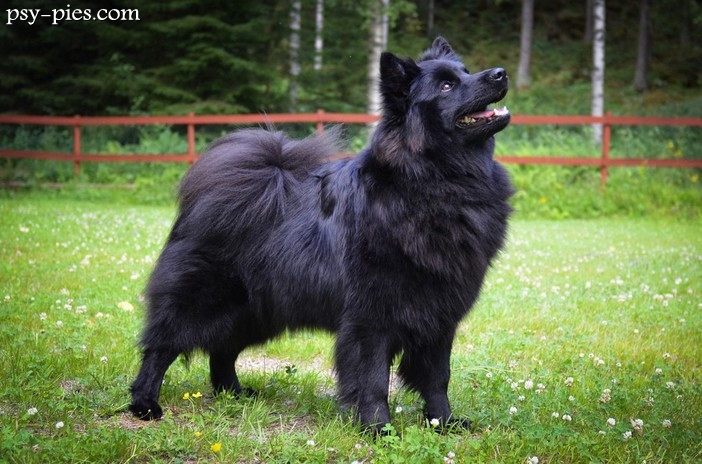 Szwedzki lapphund (Svensk lapphund)