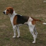 Beagle Harrier