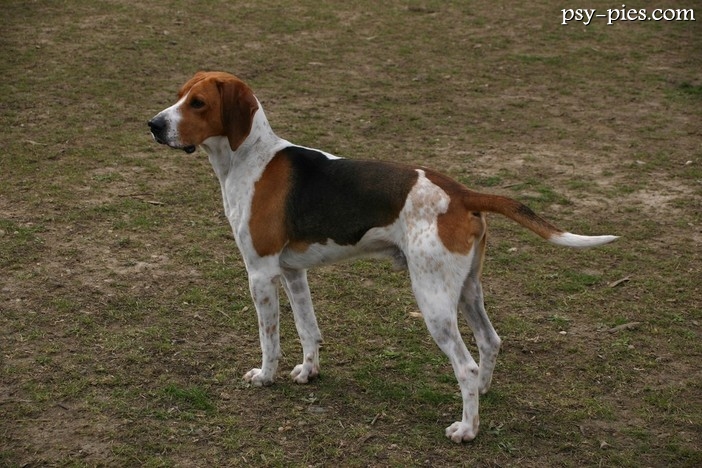 Beagle Harrier