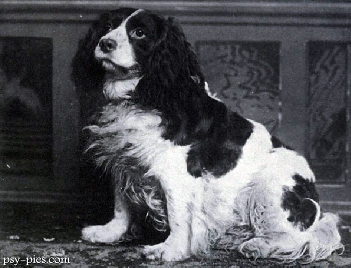 Norfolk spaniel (Shropshire Spaniel)