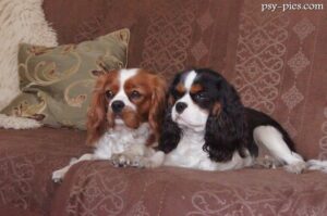 Moje psy Cavalier king Charles spaniel