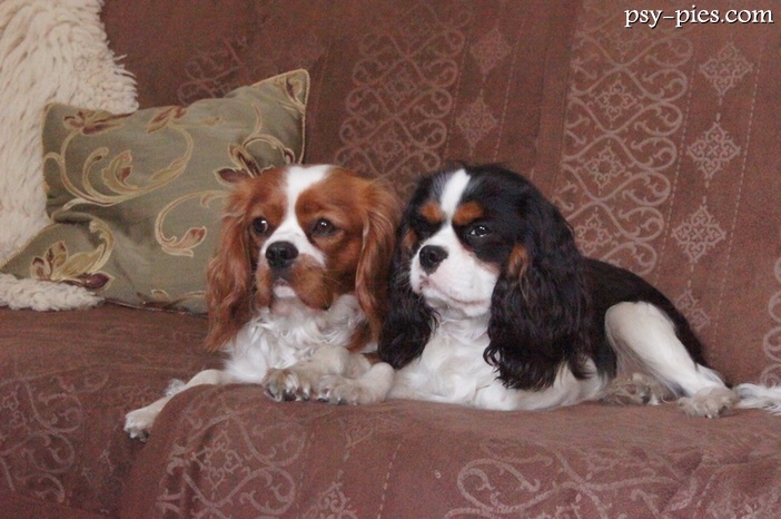 Moje psy Cavalier king Charles spaniel