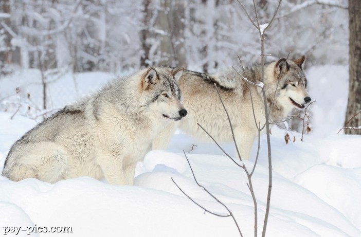 Wilk (Canis lupus) opis gatunku, zdjęcia, ciekawostki, ochrona