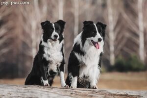 Historia Border Collie