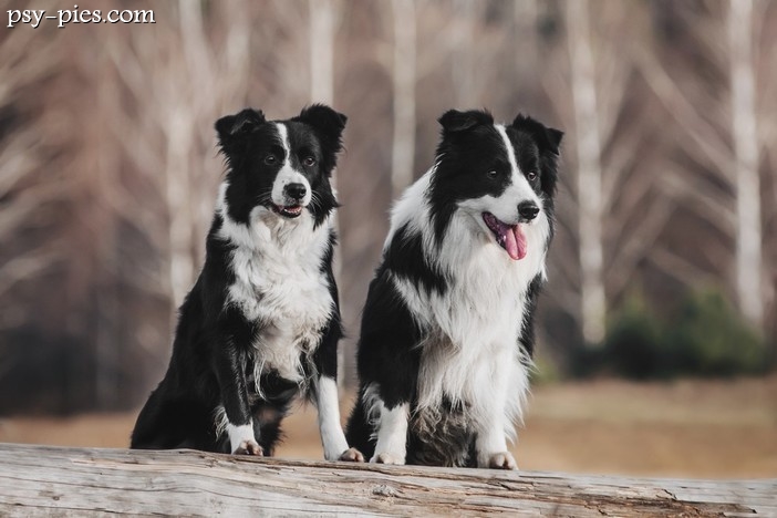 Historia Border Collie
