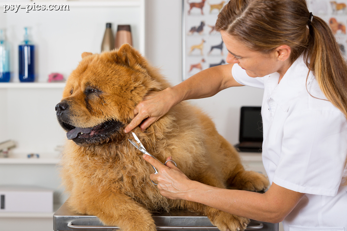 Pielęgnacja psa Chow chow