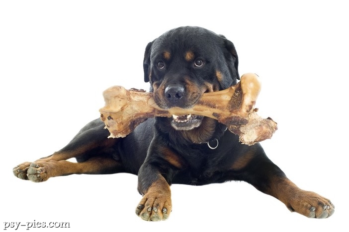 Żywienie rottweilera