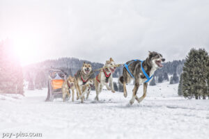 All Alaskan Sweepstake pierwsze wyścigi psich zaprzęgów na Alasce