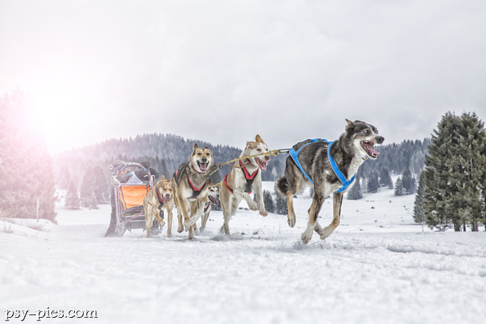 All Alaskan Sweepstake pierwsze wyścigi psich zaprzęgów na Alasce