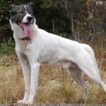 Alaskan husky