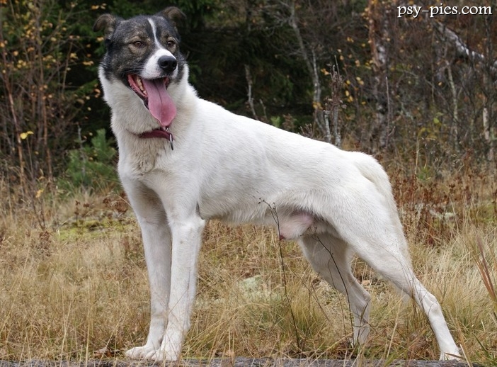 Alaskan husky