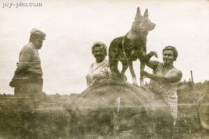 Historia Owczarka niemieckiego