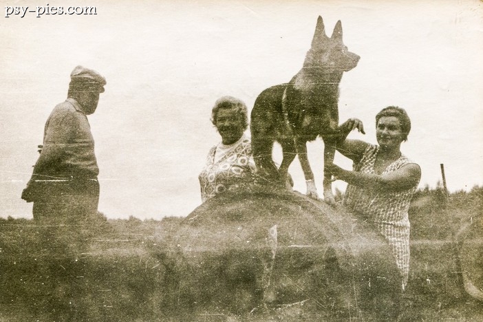 Historia Owczarka niemieckiego