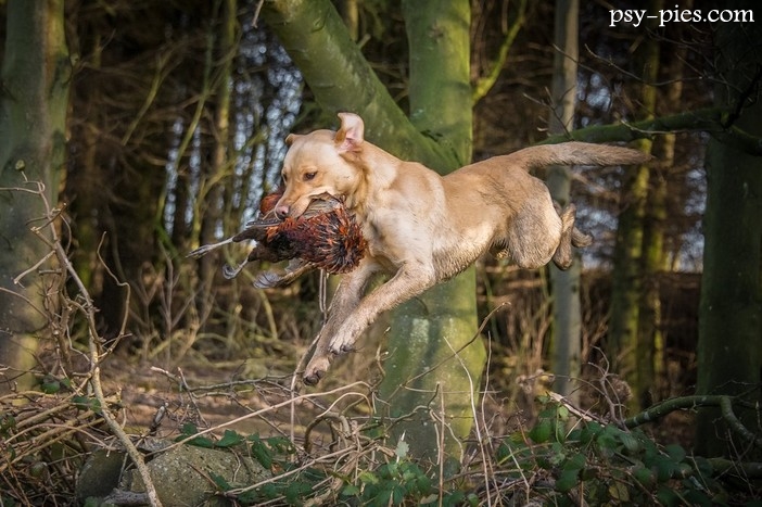 Szkolenie Labradora na psa myśliwskiego