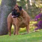 Bullmastiff cena charakter opis rasy