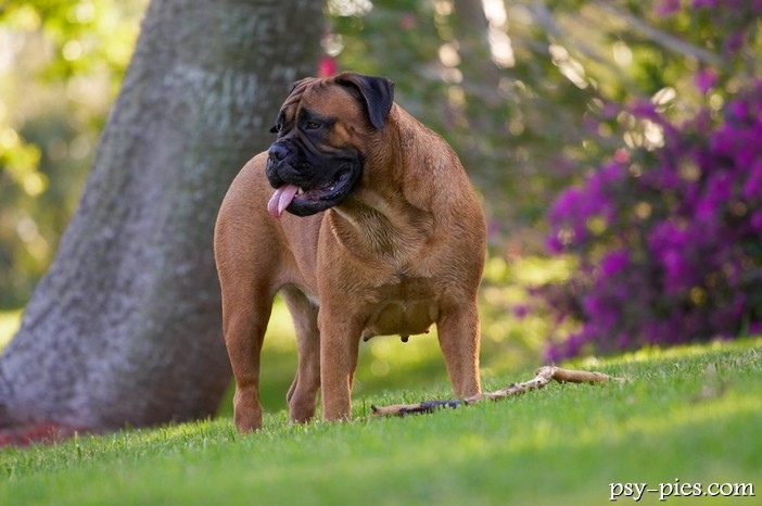 Bullmastiff cena charakter opis rasy