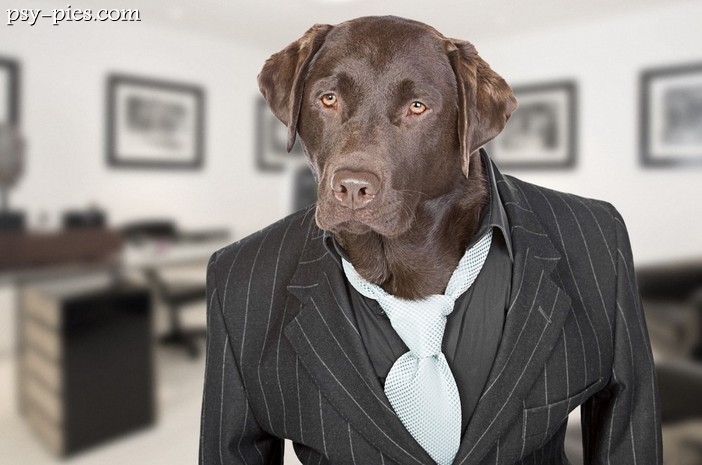 Petbiznes (psi biznes) w Polsce