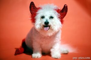 Top 10 największych problemów behawioralnych u psów