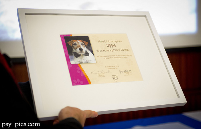 Film Artysta i pies Uggie