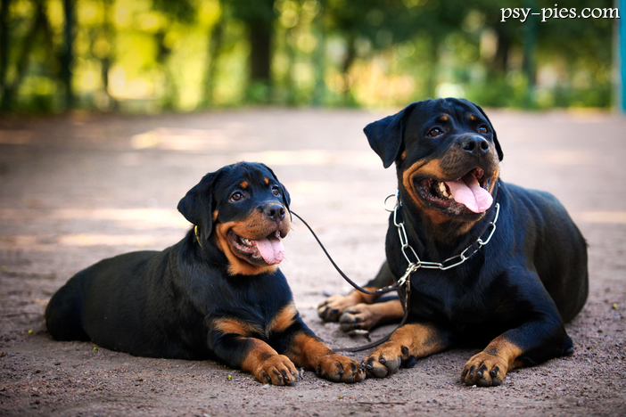 Rozwój fizyczny i psychiczny Rottweilera