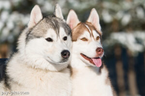 Film Śnieżne psy (Snow Dogs)