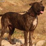 Bully Kutta (Mastiff pakistański)