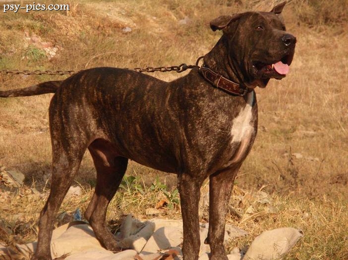 Bully Kutta (Mastiff pakistański)