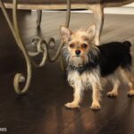 Chorkie (York-Chi)