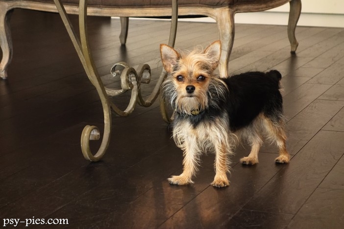 Chorkie (York-Chi)