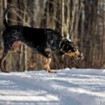 Bluetick Coonhound