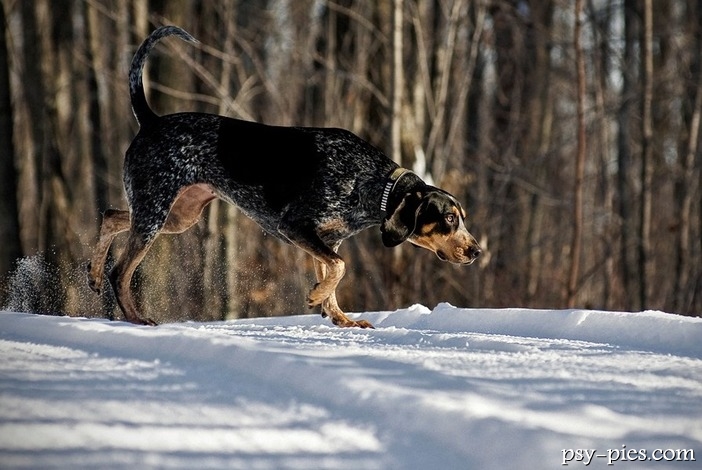 Bluetick Coonhound