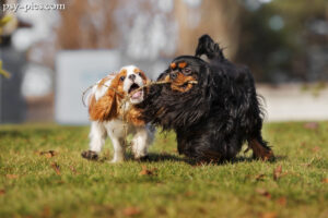 Zdjęcia Cavalier king Charles spanieli