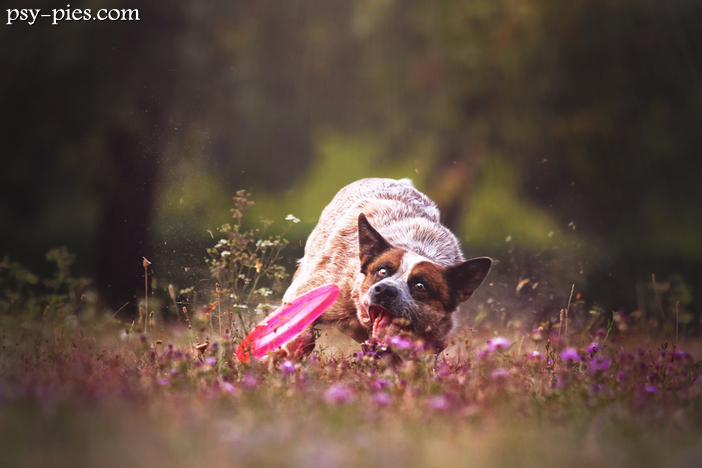 Pierwsze kroki z dogfrisbee, poradnik dla początkujących