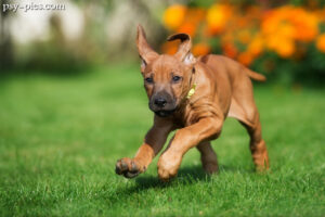 Zanim kupisz Rodezjana / zakup psa rasy Rhodesian ridgeback