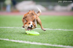 Historia dogfrisbee