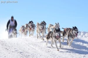 Iditarod Trail Sled Dog Race, największy wyścig psich zaprzęgów