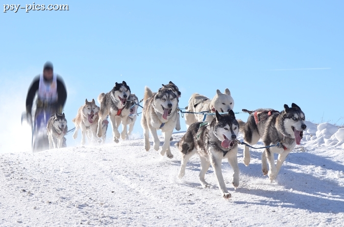 Iditarod Trail Sled Dog Race, największy wyścig psich zaprzęgów