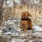 Cocker spaniel angielski