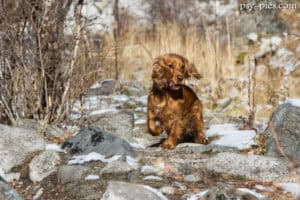 Cocker spaniel angielski z długimi uszami
