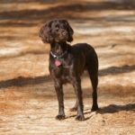 Boykin spaniel