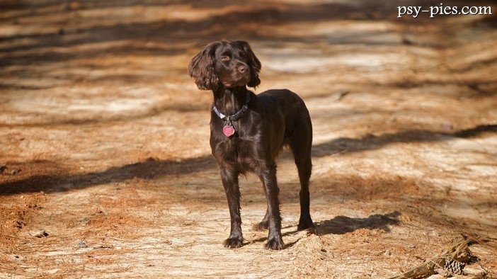 Boykin spaniel