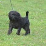 Affenpinscher (Pinczer małpi)