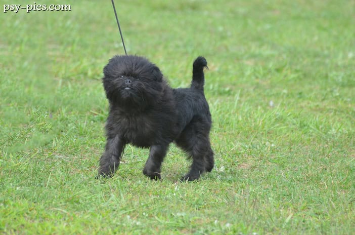 Affenpinscher (Pinczer małpi)