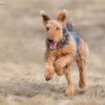 Airedale terrier charakter waga cena