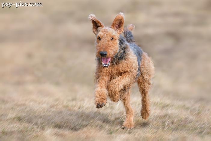 Airedale terrier charakter waga cena