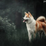 Akita inu
