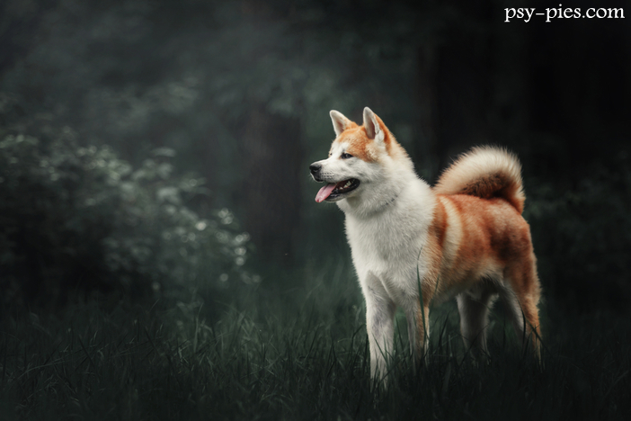 Akita inu